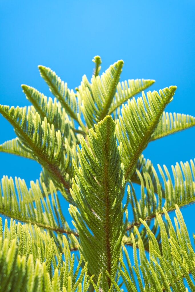 Understanding Apostilles and Certificates Understanding Apostilles and Certificates