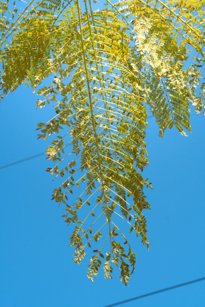 Debunking Myths about Certificate Fraud